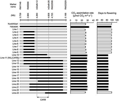 Fine Mapping of Carbon Assimilation Rate 8, a Quantitative Trait Locus for Flag Leaf Nitrogen Content, Stomatal Conductance and Photosynthesis in Rice